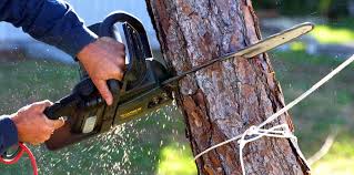 Best Arborist Consultation Services  in Lamesa, TX